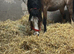 Strawberry Roan mare