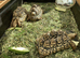 Male Leopard tortoises 8 years old.