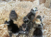 Cute little polish chicks