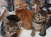Kittens ready now