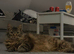 Billy the tabby ragdoll