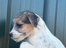 Jack Russell x bishon frise