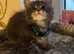 Maine coon kittens for sale