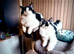 Maine coon cross kittens