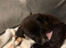 Puppy for sale