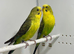Black Wing Budgies For Sale