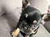 Female French bull dog