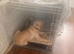 20 weeks old male Labrador