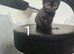 3 kittens