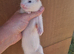 Silver jill kit- 8weeks old ready to go- Serously tame