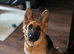 Gorgeous German Shepherd Female Puppy