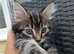 Maine coon xxx