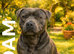 Kc Beautifull Blue Staff Puppies For Sale