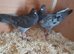 Raceing pigeons