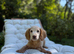 F2b cockapoo puppies