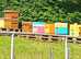 Honey bees, nucs and full size, BS National and 14x12