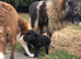 Adorable German Shepherd X Border Collie