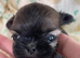 imperial karisishi dobie shih tzus