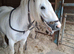 Lovely blue and White cob