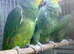 Blue fronted amazon