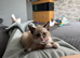 Female kitten