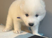 5 beautiful Samoyed Puppies
