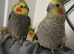Two cockatiels for homing