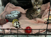 Kitten 15 weeks old rehome
