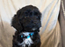 F1 cockapoo 3 black boys