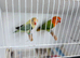 EUWING TURQUOISE AND GREEN OPALINE