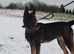 Lovely male dog for sale
