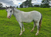 Registered welsh sec A filly