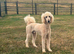 Kc reg male poodle