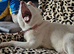 We have a lovely blue eyes girl husky