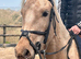 AES Czech WB 14:2hh 4yrs gelding
