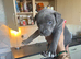 8 cane corso puppies for sale 5 bitches 3 dogs