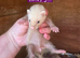 Ferret kits. Jills and hob