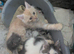 Maine coon Kittens