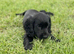 Show type  cocker spaniel
