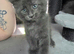 3 Beautiful Maine Coon Kittens