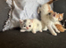 Persian cross ragdoll Ready now