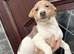 Beautiful miniature male Jack Russell puppie