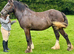 Traditional Irish Chocolate Dun Filly