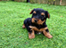 Last male puppy