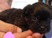 Tiniest Jackapooshih pups available