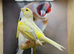 Yellow dimorphic cock bird