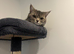 Beautiful BSH male cat