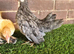 Serama Pullets