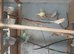 Canaries for sale