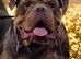 ️Beautiful olde English bulldogs️